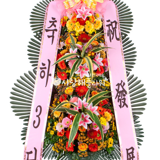 축하3단 234