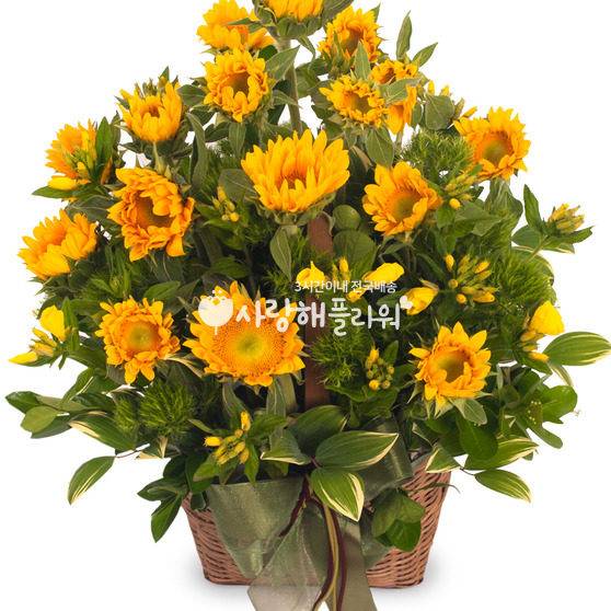 해바라기2