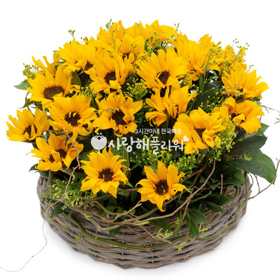해바라기꽃바구니 382a