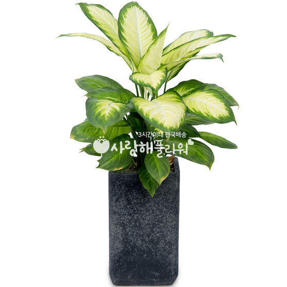 마리안느(명품)