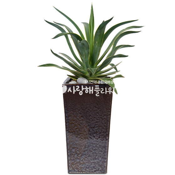 용설란 