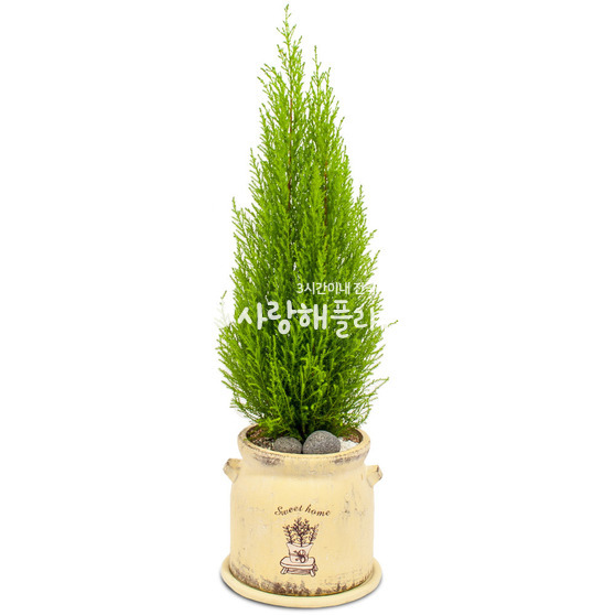 율마(테이블형)