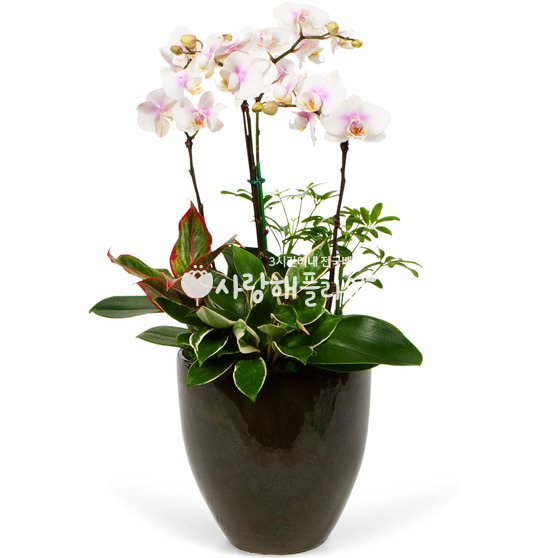 4.화이트 호접