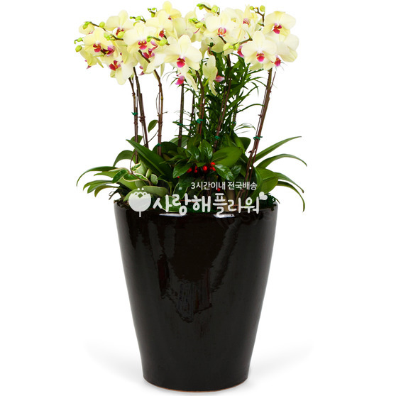 9.호접란 특대