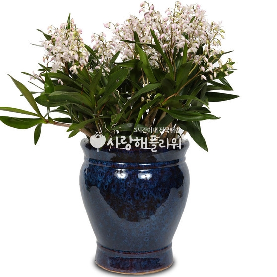 긴기아란 높은분