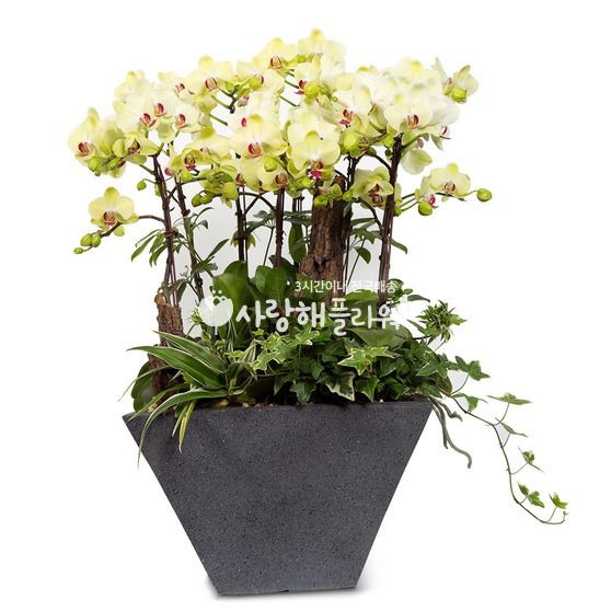 8.그린호접BB