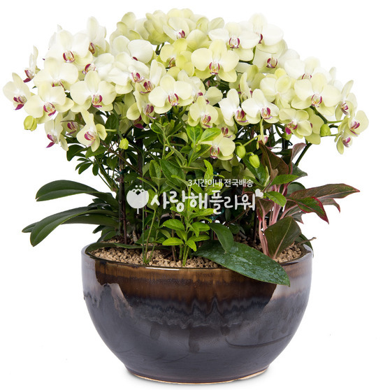 10.포춘(名品)-노랑