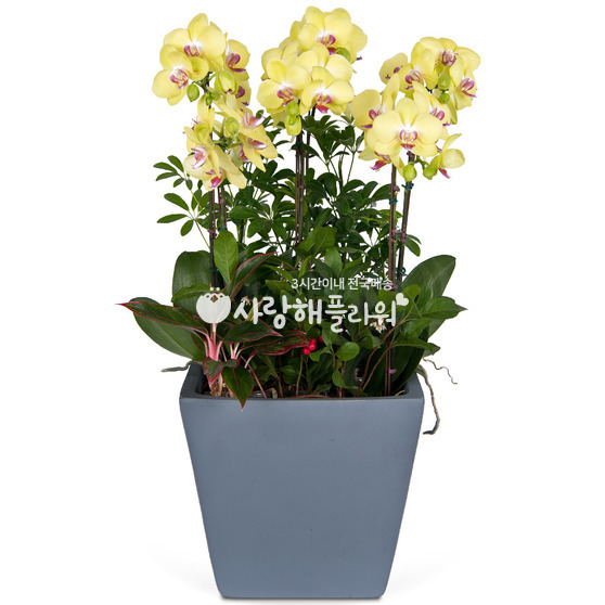6.노랑꽃만발 호접