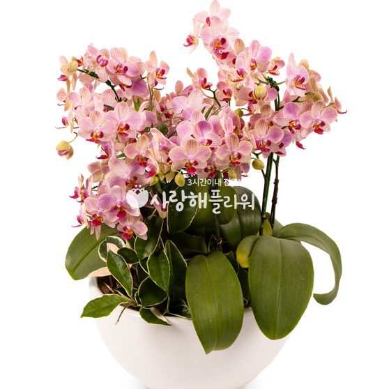 7.웨딩 서양란