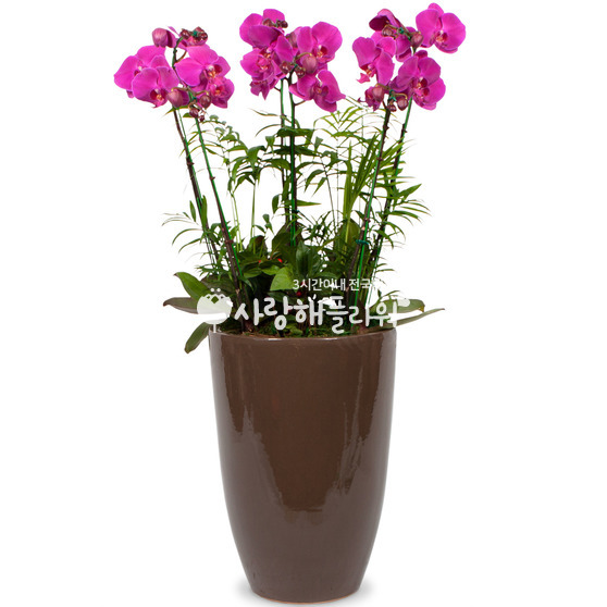 6.핑크호접란