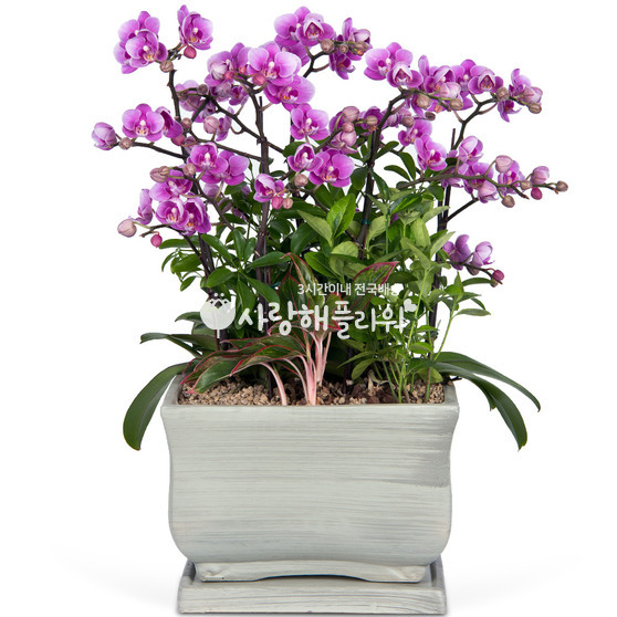 8.호접란 f3001