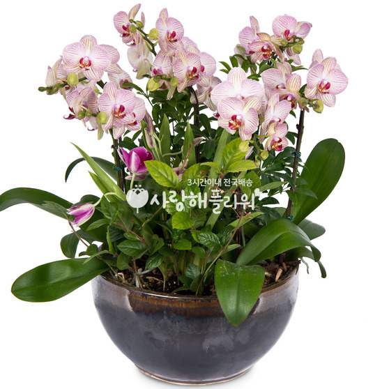 8.연핑크호접-849