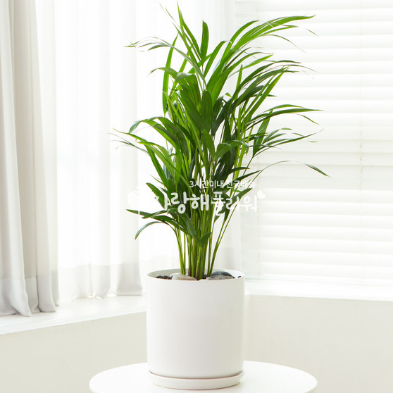 이레카야자 테이블형