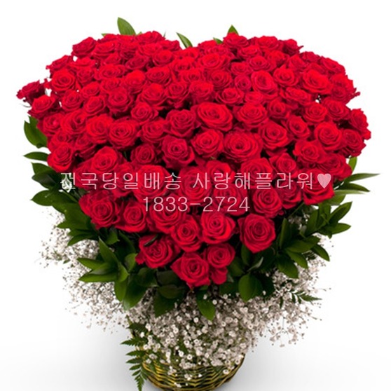 100송이 레드빛 사랑