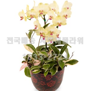 미니호접8호