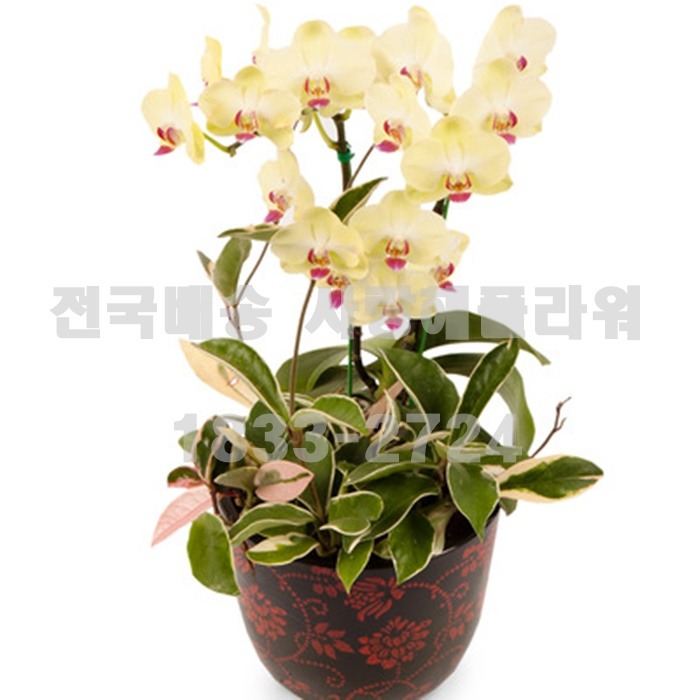 상세이미지