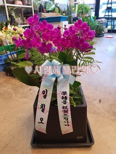 3.서양란16
