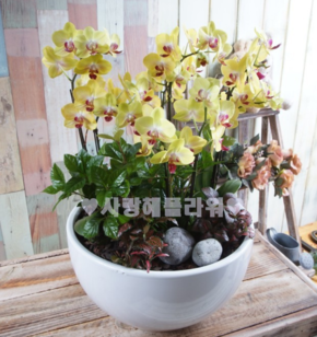 8.미니나비 서양란