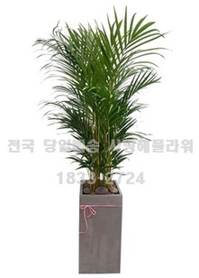 병원개원추천 야자(2m가량)