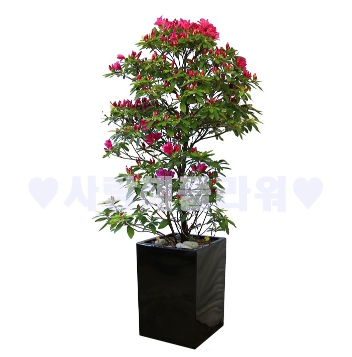 상세이미지