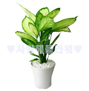마리안느(60이상)