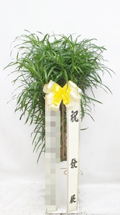 자바 1m50이상