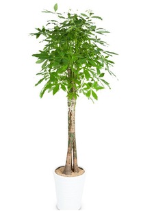사기화분파키라 553h