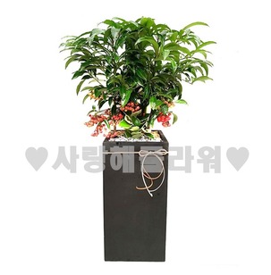 만냥금 554h (70이상)