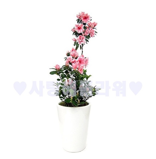 철쭉33 (봄한정상품)