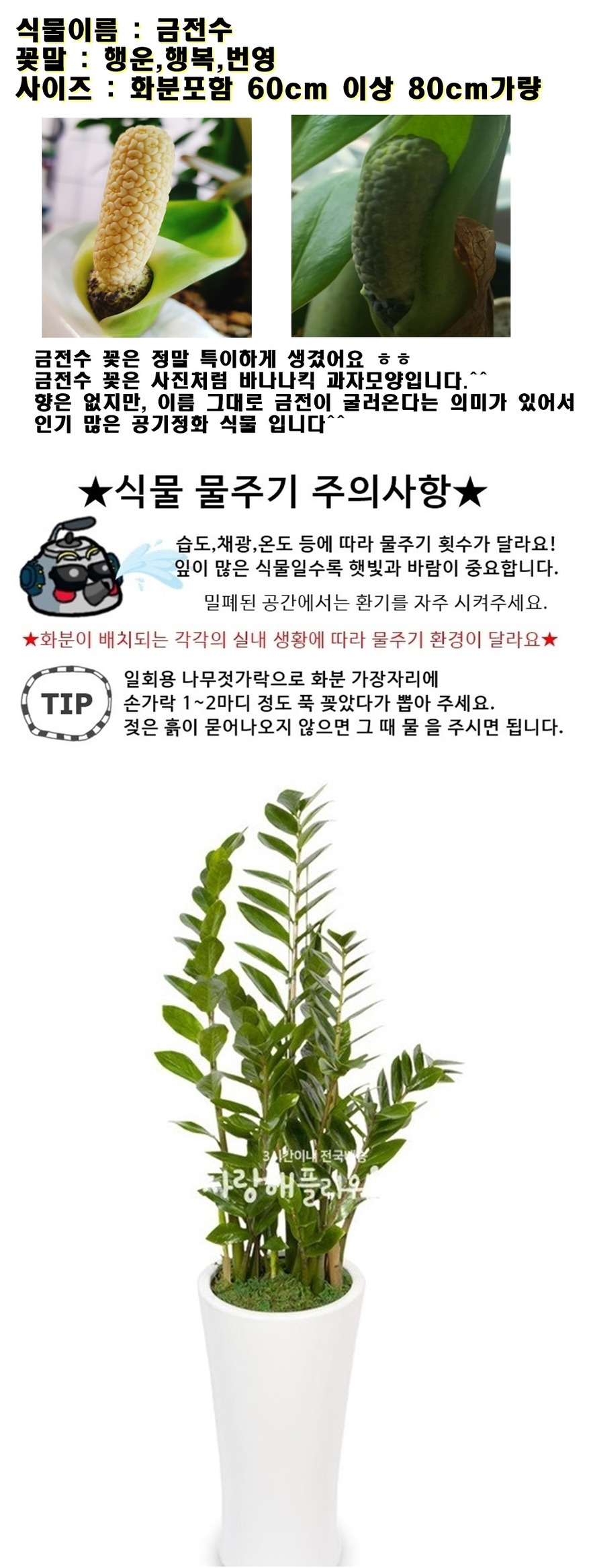 상세이미지