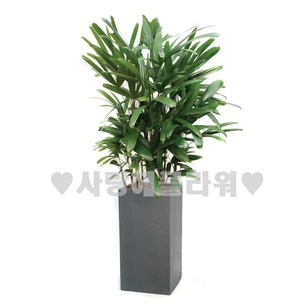 관음죽 회색분(1m이상)