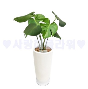 몬스테라503 (60이상~)