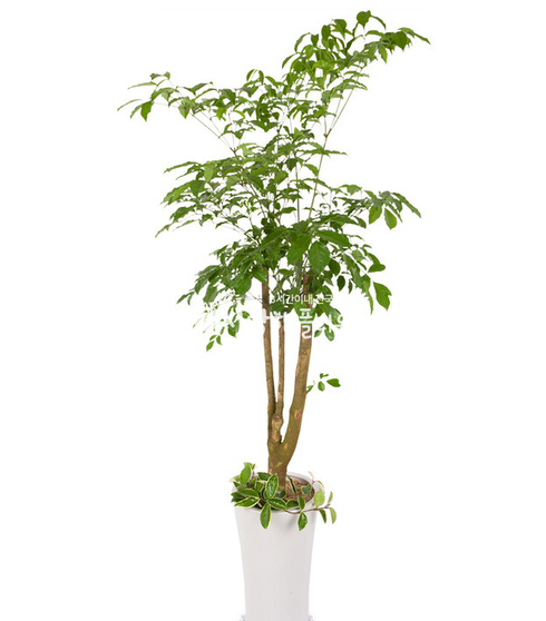 행복해요 해피트리 (1m50가량)