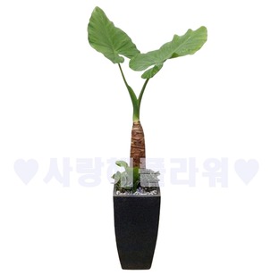 알로카시아558 (1m20이상)