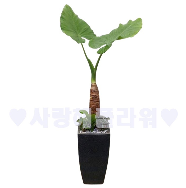 상세이미지