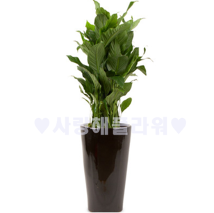 스파트필름557