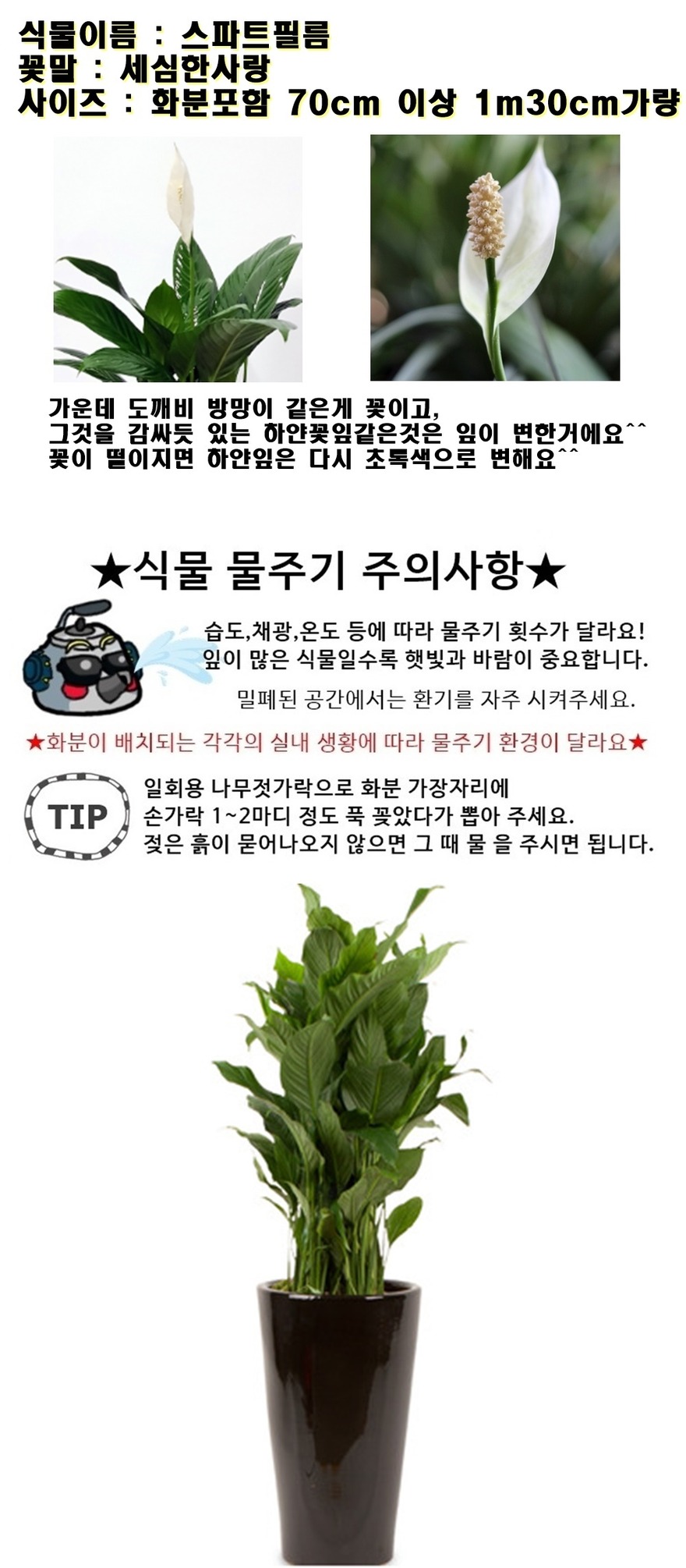 상세이미지