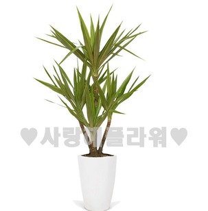 유카 (1m가량)