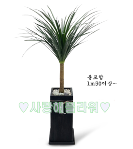 드라코나