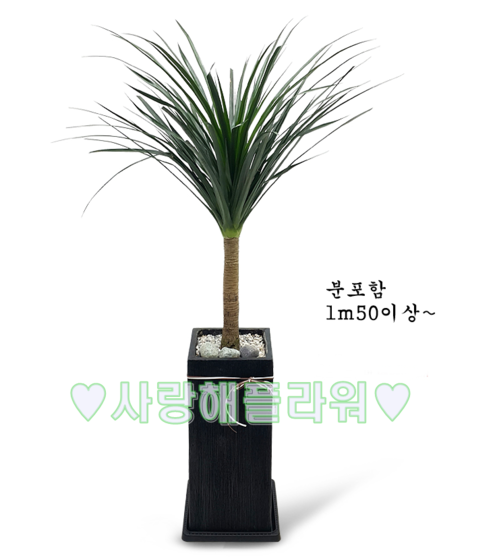드라코나