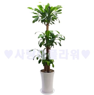 행운넘치는 행운목(1m60이상)