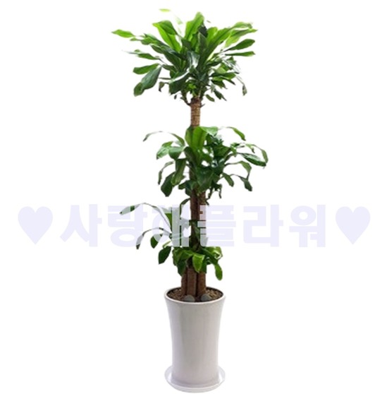 행운넘치는 행운목(1m60이상)
