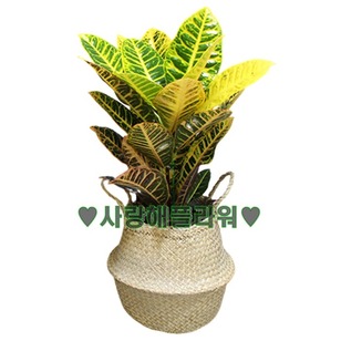 크로톤 해초바구니