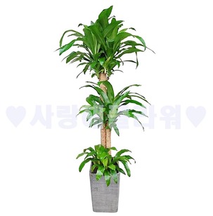 고급분 행운목(1m60이상)