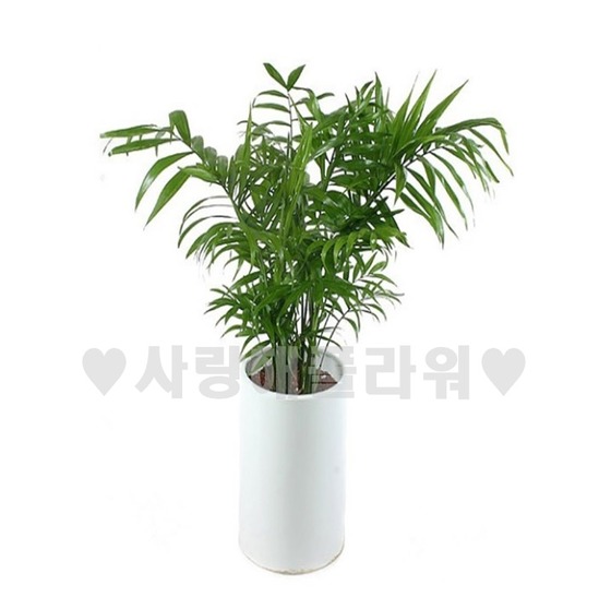 테이블야자 (70~1m가량)