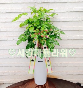 행복한 녹보수 (1m30이상~ )