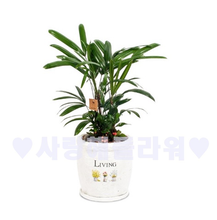 상세이미지