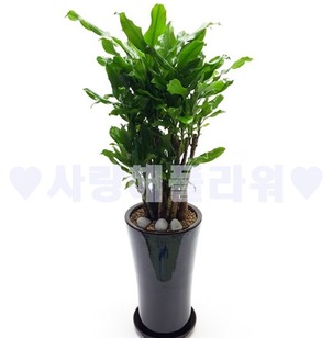 황금죽 어두운분