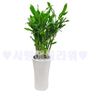 황금부자 황금죽 (1m20이상)