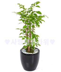 녹보수 칼라분(80~1m30가량)